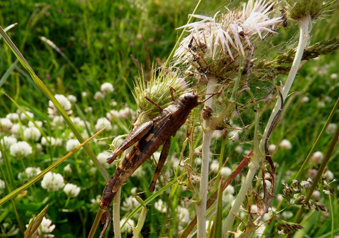 Predazione eccezionale: Enoplognatha sp.